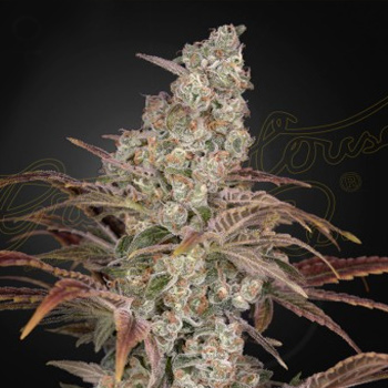 FREE Jack's Dream Seeds - Greenhouse Seed Co Coupon Code