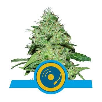 15% Off Joanne's CBD - Royal Queen Seeds Coupon Code