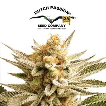 Lemon Z - BOGOF - Dutch Passion Coupon Code
