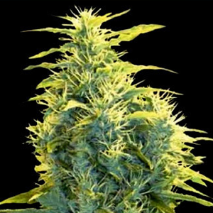 60% Off Lennon Fem at True North Seed Bank - Coupon Code