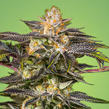 Fucking Incredible - BOGOF - Mary Jane's Garden Coupon Code