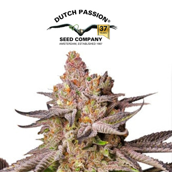Melonade Runtz - BOGOF - Dutch Passion Coupon Code