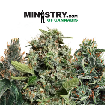 Black Friday Sale - 40% Off - Ministry Of Cannabis Discount Code