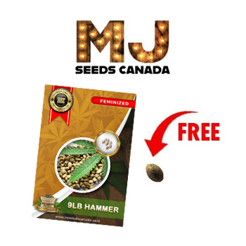 1 FREE Seed w/ 5-Packs - MJ Seeds Canada Discount Code