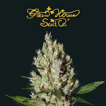 FREE Moby Dick Seeds - Greenhouse Seed Co Promo Code