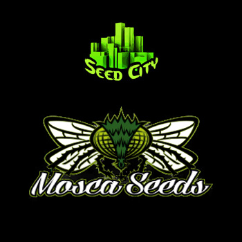 Mosca Seeds BONUS  - Seed City Discount Code