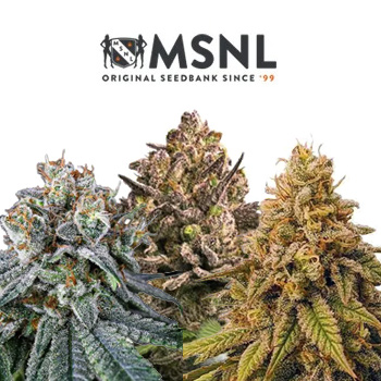 Fast Growing Strains - BOGOF - MSNL Promo Code