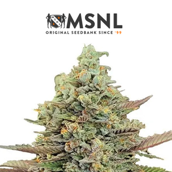 Kush Mints Fem - BOGOF - MSNL Discount Code
