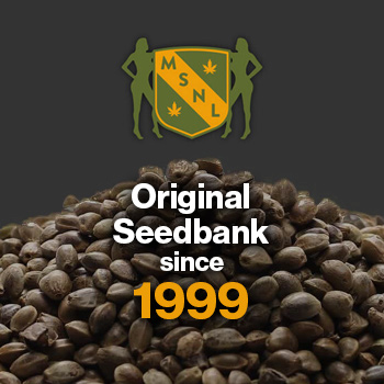 Exclusive 10% Off - MSNL Promo Code