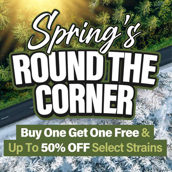 Early Spring Sale - BOGOF - MSNL Discount Code