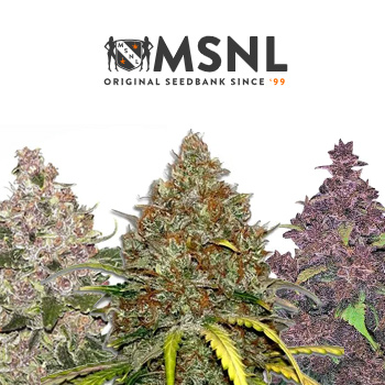4th of July Sale - BOGOF - MSNL Coupon Code