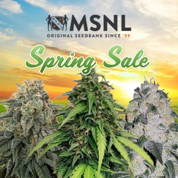 Spring Sale - 50% Off & More - MSNL Promo Code