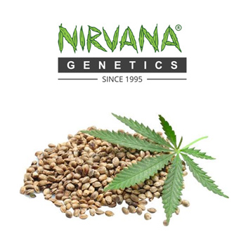 15 FREE Cannabis Seeds - Nirvana Shop Coupon Code