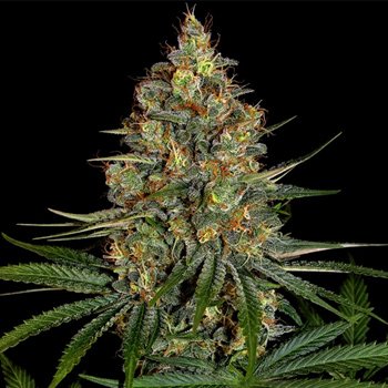 50% Off NYC Diesel Feminized - Weed Seed Shop Discount Code