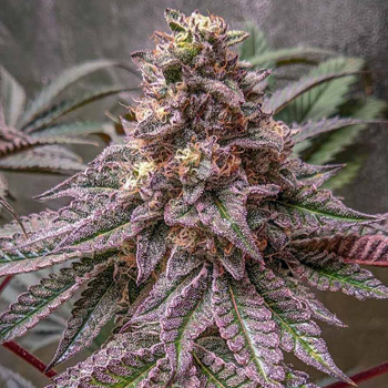Lava Cake Feminized - BOGOF - OG Seeds Discount Code