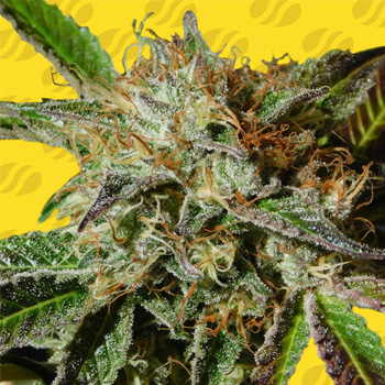 60% Off Auto Ghost Cookies - Original Sensible Seeds Coupon Code