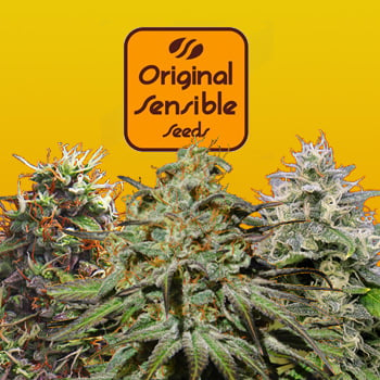 Cali Strains - Buy 5 Get 10 FREE - Original Sensible Seeds Promo Code