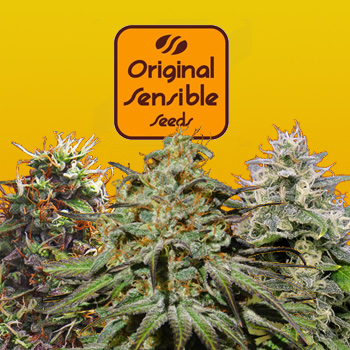 30% Off Selected Packs - Original Sensible Seeds Coupon Code
