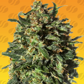 Peanut Butter Strains - BOGOF - Original Sensible Seeds Promo Code