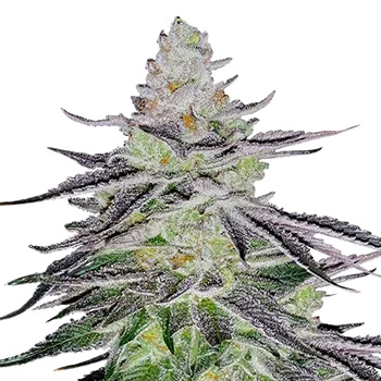 5 FREE Permanent Marker Seeds - Rocket Seeds Discount Code