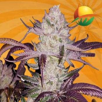 Platinum Cookies Feminized - BOGOF - Sunwest Genetics Discount Code