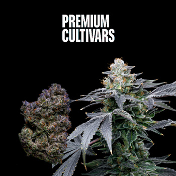 20% Off Seeds & Flower - Premium Cultivars Coupon Code
