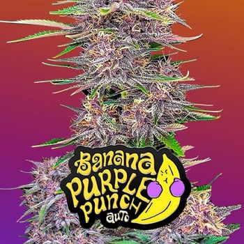 15% Off Banana Purple Punch Auto at Fast Buds - Coupon Code