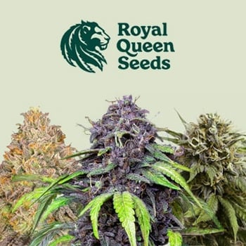 420 Seed Deals - 45% Off - Royal Queen Seeds Coupon Code