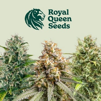30% Off Haze Days Sale - Royal Queen Seeds Promo Code