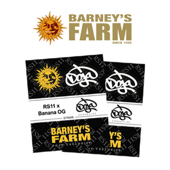 RS11 x Banana OG - BOGOF - BarneysFarm.com Promo Code