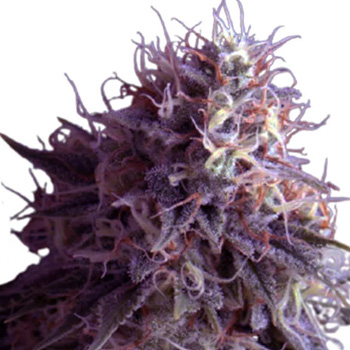 Runtz Auto - Buy 1 Get 1 FREE - Rocket Seeds Coupon Code