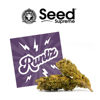 FREE Runtz Feminized - SeedSupreme Coupon Code
