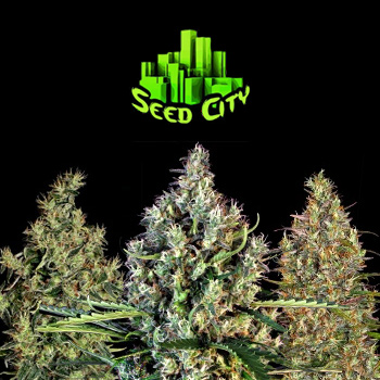 MASSIVE Seed Sale - 40% Off - Seed City Coupon Code