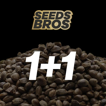 Buy 1 Get 1 FREE - SeedsBros Promo Code