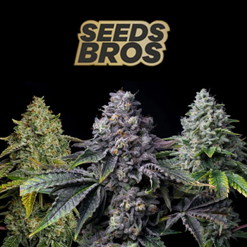 20% Off New Strains - SeedsBros Discount Code
