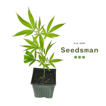 25% Off Weed Clones - Seedsman Discount Code