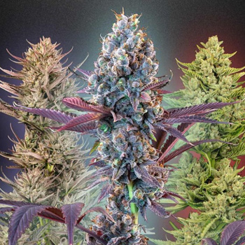 10% Off MegaMix Seed Bundles - Seedsman Promo Code