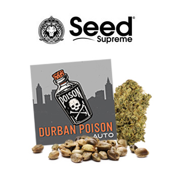 FREE Durban Poison Autos - SeedSupreme Discount Code