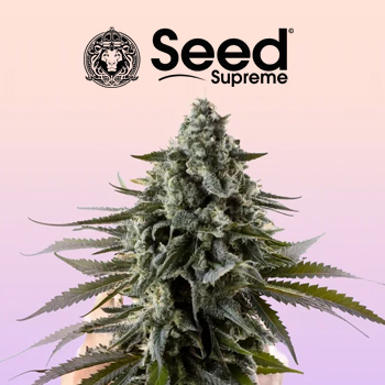 FREE Granddaddy Purple - SeedSupreme Discount Code