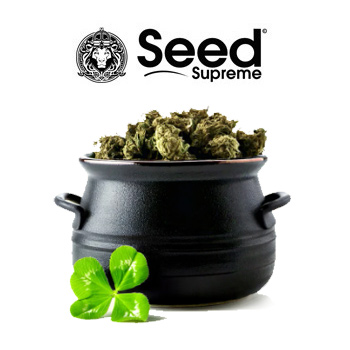 4 Mystery BONUS Seeds - SeedSupreme Discount Code