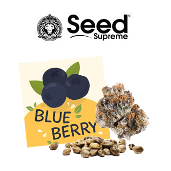 FREE Blueberry Fems - SeedSupreme Discount Code