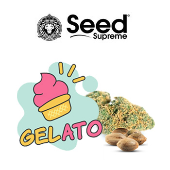 4 FREE Gelato Fems - SeedSupreme Coupon Code