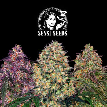 35% Off ALL Cannabis Seeds - SensiSeeds.com Coupon Code