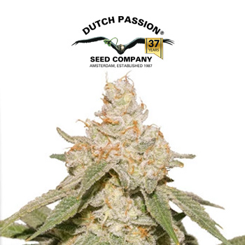 Auto SFV OG - BOGOF - Dutch Passion Promo Code
