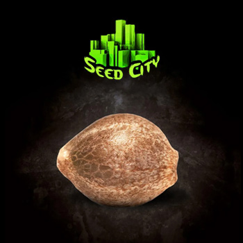 65% Off Single Seeds - Seed City Coupon Code