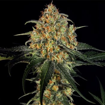 40% Off ALL Skunk Strains at Weed Seed Shop - Coupon Code