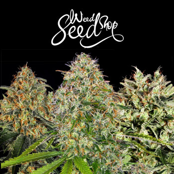 40% Off ALL Skunk Strains - Weed Seed Shop Discount Code