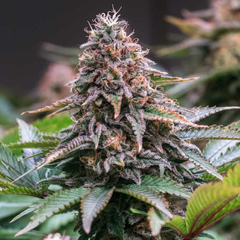 Sour Pinot Feminized - BOGOF - OG Seeds Coupon Code