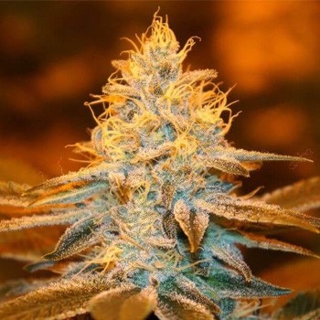 FREE Strawberry Glue Fem  - Sensible Seeds Promo Code