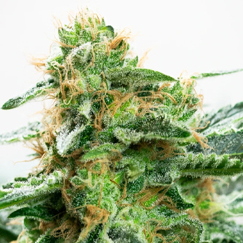 35% Off Strawberry Kush - Weed Seed Shop Discount Code